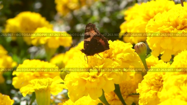 Admiral butterfly sitting on a yellow flower. Стоковое видео, видеограф Алексей Сергеев / Фотобанк Лори