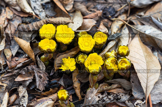 Adonis amurensis commonly known as Amur adonis and pheasant's eye. Стоковое фото, фотограф Татьяна Терехина / Фотобанк Лори