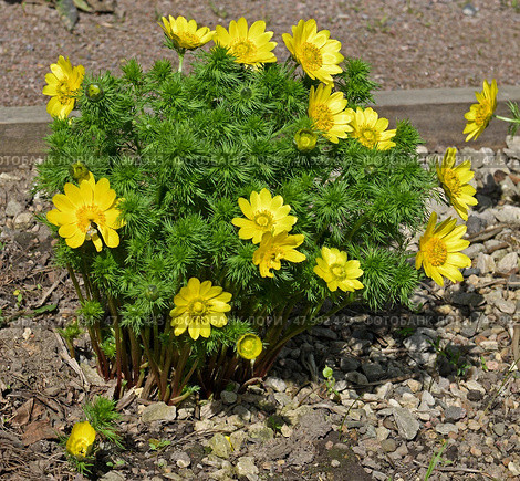 Adonis vernalis, known variously as pheasant's eye, spring pheasant's eye, yellow pheasant's eye and false hellebore, perennial flowering plant in buttercup family Ranunculaceae. Стоковое фото, фотограф Валерия Попова / Фотобанк Лори
