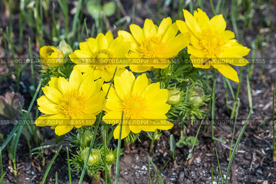 Адонис весенний (Adonis) — род растений семейства Лютиковые (Ranunculaceae). Общий вид цветущего растения. Стоковое фото, фотограф Евгений Мухортов / Фотобанк Лори