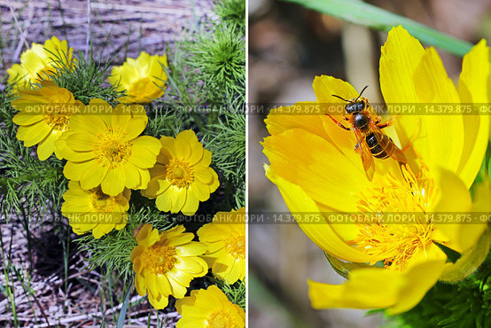 Адонис весенний (Adonis vernalis). Группа цветущих растений и одиночный цветок крупным планом. Стоковое фото, фотограф Евгений Мухортов / Фотобанк Лори
