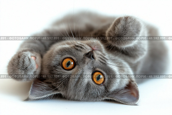 Adorable gray British Shorthair kitten lying on back raising paws playful pose. Очаровательный серый британский короткошерстный котенок лежит на спине, подняв лапы в игривой позе. Стоковое AI-изображение, AI-художник Katsiaryna Repich / Фотобанк Лори
