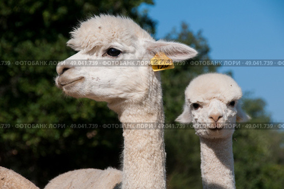 Adult alpaca with her cria. Стоковое фото, агентство Ingram Publishing / Фотобанк Лори