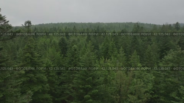 Aerial footage of coniferous trees on cloudy day. Стоковое видео, видеограф Данил Руденко / Фотобанк Лори