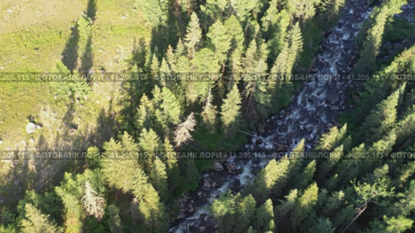 Aerial hyperlapse video of Altai river Upper Kulash. Drone slowly moves along river over siberian larch taiga forest and river. Стоковое видео, видеограф Сергей Пристяжнюк (Serg Zastavkin) / Фотобанк Лори