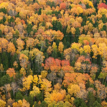 Aerial scenic autumn view of a colorful forest. Стоковое фото, фотограф Владимир Мельников / Фотобанк Лори