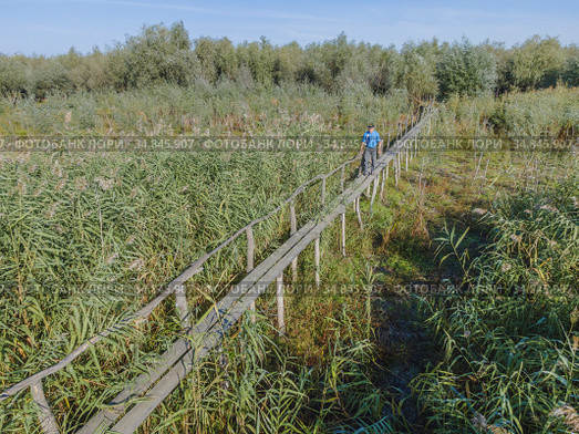 Aerial view on wooden footbridge through the reeds over flood-meadow. Kartal Eco Park, Orlovka village, Reni raion, Odessa oblast, Ukraine, Eastern Europe (2020 год). Стоковое фото, фотограф Некрасов Андрей / Фотобанк Лори