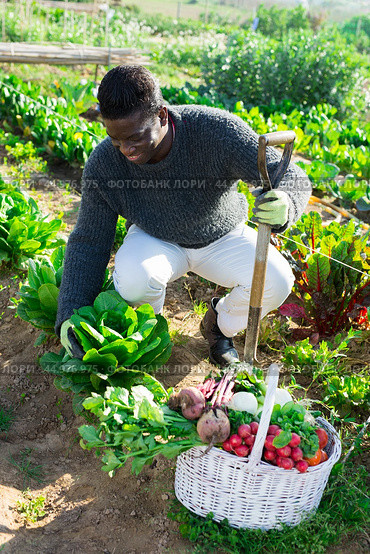 African american male farmer hoeing spinach bushes in the kitchen garden. Стоковое фото, фотограф Яков Филимонов / Фотобанк Лори