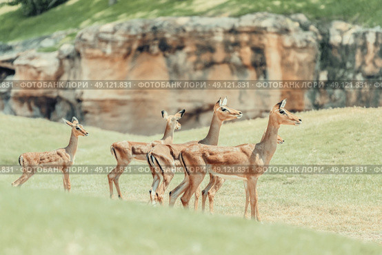 African Impala (Aepyceros Melampus) Antelope. Стоковое фото, агентство Ingram Publishing / Фотобанк Лори