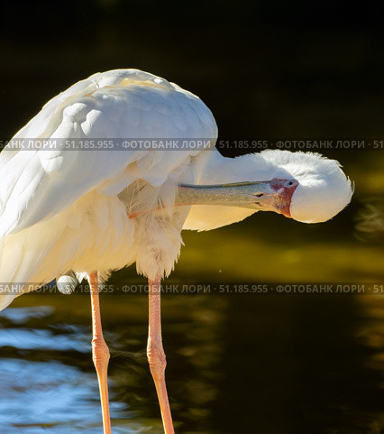 African spoonbill preening pristine white feathers, standing pond side with curved beak and vibrant pink legs. Стоковое фото, фотограф Данил Руденко / Фотобанк Лори