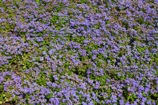 Агератум (Долгоцветка) Ageratum. Стоковое фото, фотограф Lora / Фотобанк Лори