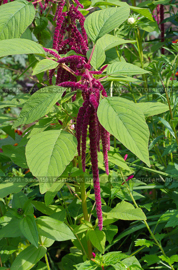Акалифа (Acalypha) Стоковое фото, фотограф Елена Коромыслова / Фотобанк Лори
