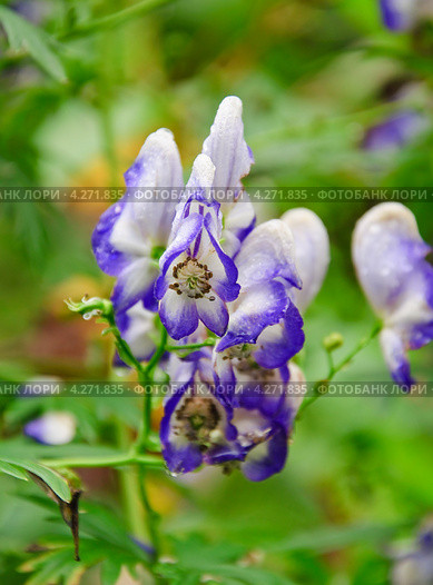 Аконит или борец (Aconitum) Стоковое фото, фотограф Алёшина Оксана / Фотобанк Лори