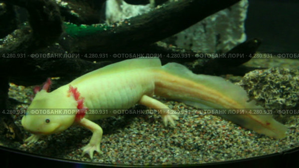 Аксолотль саламандра - ambystoma mexicanum. Стоковое видео, видеограф Михаил Коханчиков / Фотобанк Лори