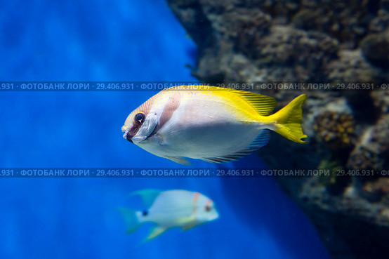 Аквариумная рыбка Сиган двухполосый. ( Double-bar rabbitfish) Стоковое фото, фотограф Галина Савина / Фотобанк Лори