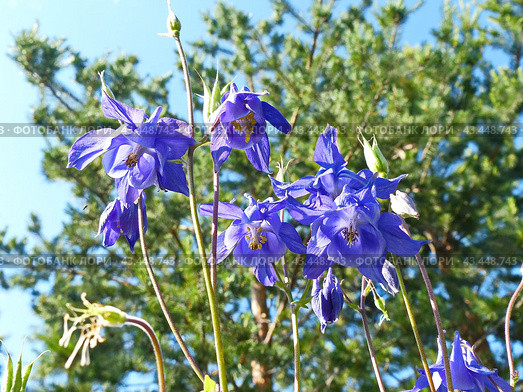 Аквилегия, или Водосбор, или Орлики (лат. Aquilegia) — род травянистых многолетних растений семейства Лютиковые (Ranunculaceae). Стоковое фото, фотограф Сергей Елизарьев / Фотобанк Лори