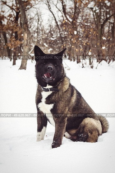 Alaskan Malamute dark color in the natural environment walking in the snow. Стоковое фото, агентство Ingram Publishing / Фотобанк Лори