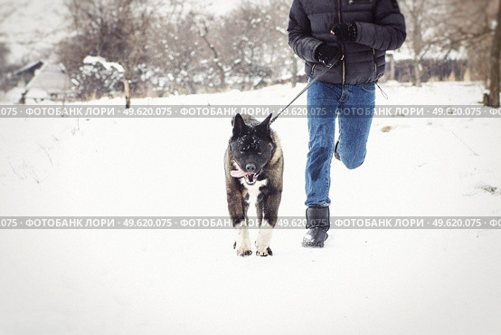 Alaskan Malamute dark color in the natural environment walking in the snow. Стоковое фото, агентство Ingram Publishing / Фотобанк Лори