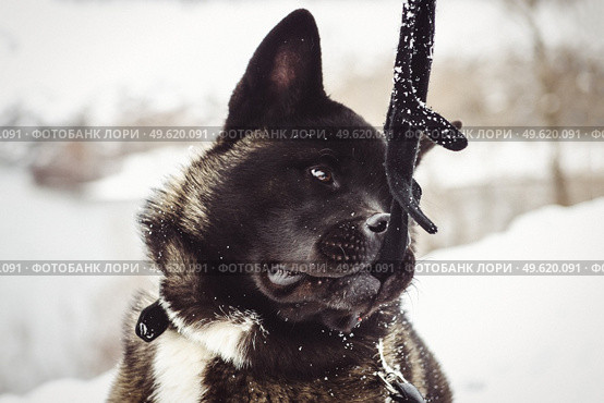 Alaskan Malamute dark color in the natural environment walking in the snow. Стоковое фото, агентство Ingram Publishing / Фотобанк Лори