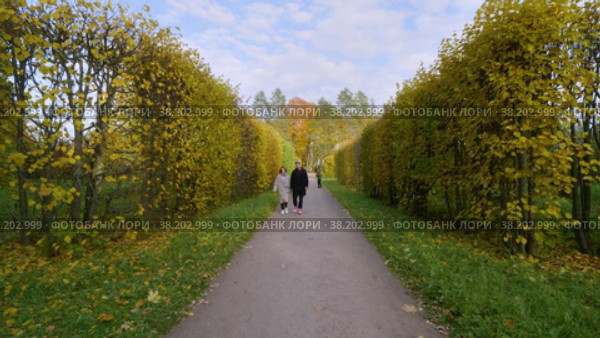 Александровский парк (Царское Село). Аллея с живой изгородью и куртина "Грибок". (2021 год). Редакционное видео, видеограф Евгений Романов / Фотобанк Лори