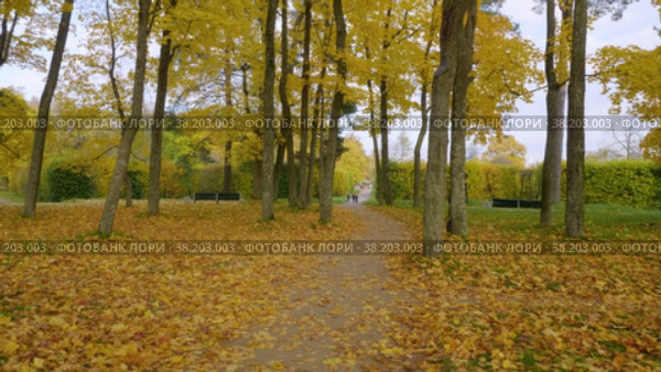 Александровский парк (Царское Село). Аллея в куртине "Грибок". (2021 год). Редакционное видео, видеограф Евгений Романов / Фотобанк Лори