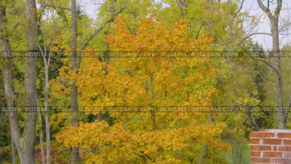 Александровский парк (Царское Село). Вид с павильона Шапель. Alexander Park (Tsarskoye Selo). View from the Chapelle Pavilion. (2021 год). Стоковое видео, видеограф Евгений Романов / Фотобанк Лори