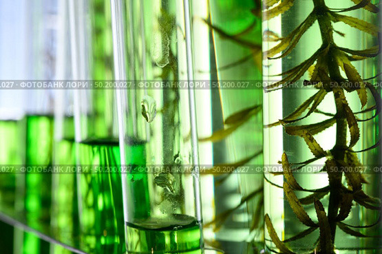 algae research in laboratories, biotechnology science concept. Стоковое фото, агентство Ingram Publishing / Фотобанк Лори