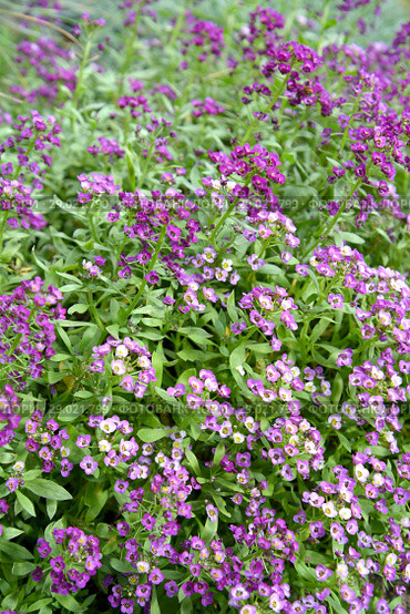 Алиссум (Лобулярия, каменник) морской (Alyssum maritimum Lam., Lobularia maritima (L.) Desv.), цветение. Стоковое фото, фотограф Ирина Борсученко / Фотобанк Лори