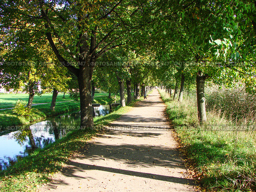 Аллея вдоль Самсониевского водовода. Петергоф. Санкт-Петербург (2011 год). Стоковое фото, фотограф Сергей Афанасьев / Фотобанк Лори