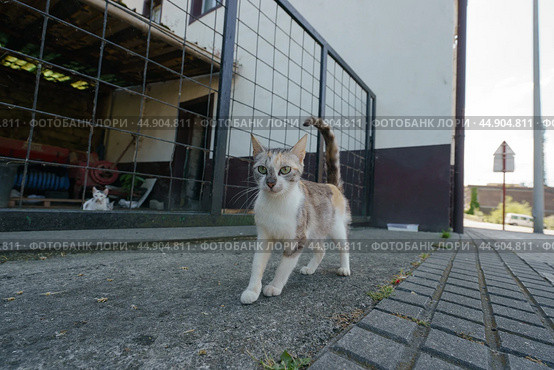 Alone homeless cat standing on the city street. Стоковое фото, фотограф YuryKara / Фотобанк Лори