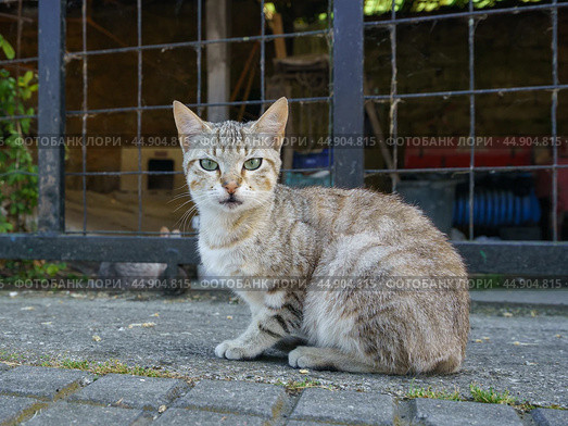 Alone homeless tabby cat sitting on the city street. Стоковое фото, фотограф YuryKara / Фотобанк Лори