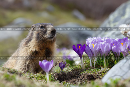 Alpine marmot with crocuses in natural habitat. Стоковое AI-изображение, AI-художник Евгений Харитонов / Фотобанк Лори