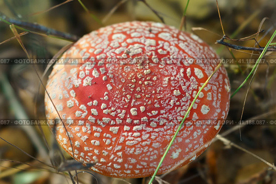 Amanita muscaria, commonly known as fly agaric or fly amanita. Hallucinogen mushroom Fly Agaric in grass on autumn forest background. Macro close up in natural environment. Top view. Стоковое фото, фотограф YuryKara / Фотобанк Лори