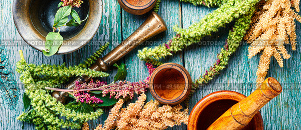 Amaranth or amaranthus.Amaranth inflorescences with mortars.Alternative medicine herbal. Amaranth and herbal medicine. Стоковое фото, агентство Ingram Publishing / Фотобанк Лори