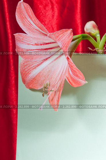 Амариллис, гиппераструм, Amaryllis. Стоковое фото, фотограф Федор Королевский / Фотобанк Лори