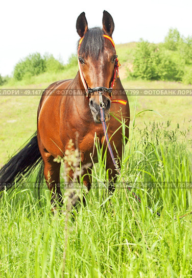 amazing breed stallion in spain halter in summer meadow. Стоковое фото, агентство Ingram Publishing / Фотобанк Лори