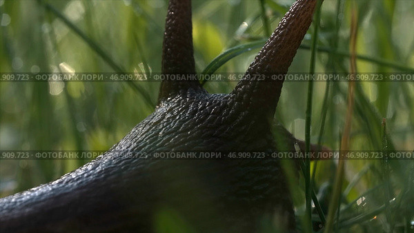Amazing cute slug on blurred green grass background with drops of water. Стоковое фото, фотограф David Kashakhi / Фотобанк Лори