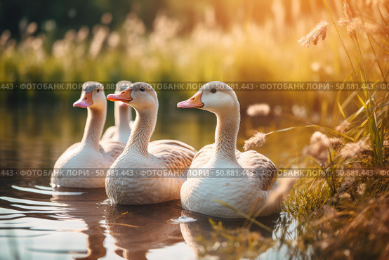 American buff geese swimming on golden pond at sunset. Стоковое AI-изображение, AI-художник Иван Рябоконь / Фотобанк Лори