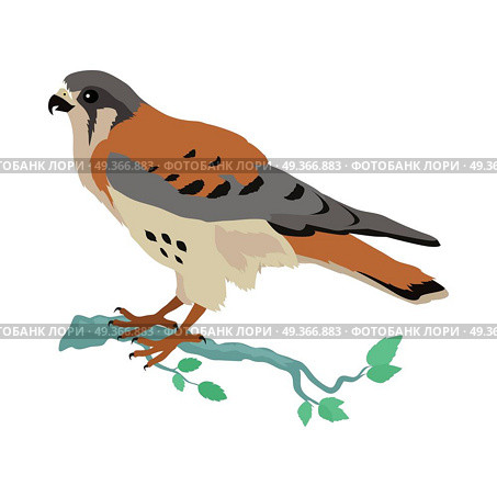 American Kestrel Flat Design Vector Illustration. American kestrel vector. Predatory birds wildlife concept in flat style design. American fauna illustration for prints, posters, childrens books illustrating. Beautiful falcon bird seating isolated on white. Стоковая иллюстрация, агентство Ingram Publishing / Фотобанк Лори