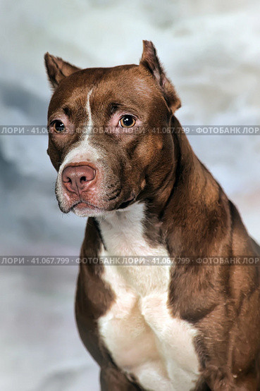 American staffordshire terrier on snow, stafford in winter, running amstaff, jumping stafford, happy terrier at snow, ast in winter. Стоковое фото, фотограф Анна Кривицкая / Фотобанк Лори