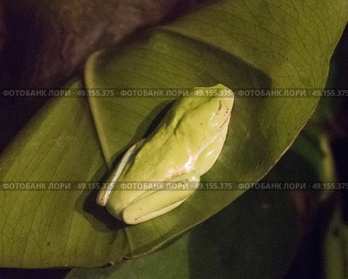 American tree frog lying on a green leaf. Стоковое фото, агентство Ingram Publishing / Фотобанк Лори