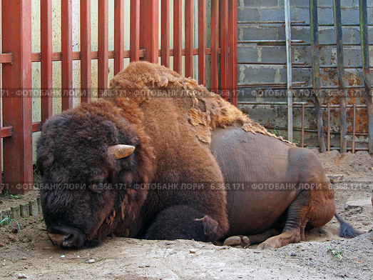 Американский бизон (Bison bison), Липецкий зоопарк, Липецк (2014 год). Редакционное фото, фотограф Анна Мишина / Фотобанк Лори