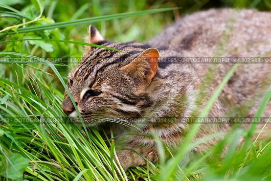 Амурский лесной кот. Стоковое фото, фотограф Татьяна Карасева / Фотобанк Лори