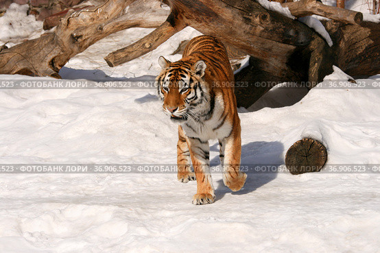 Амурский тигр (лат. Panthera tigris altaica) Стоковое фото, фотограф Щеголева Ольга / Фотобанк Лори