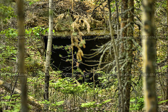 An abandoned concrete structure hidden in a dense forest, partially camouflaged by natural vegetation. The entrance to the structure is a dark opening surrounded by moss, dry branches and tree roots hanging from above. In front of it grow young pine trees, ferns and other forest vegetation. The atmosphere of the frame is mysterious and a little gloomy, with a hint of abandonment and a forgotten past. The picture conveys the feeling of a hidden object lost among the trees and can be associated with the theme of military history, bunkers or abandoned buildings. Стоковое фото, фотограф Анна Кривицкая / Фотобанк Лори
