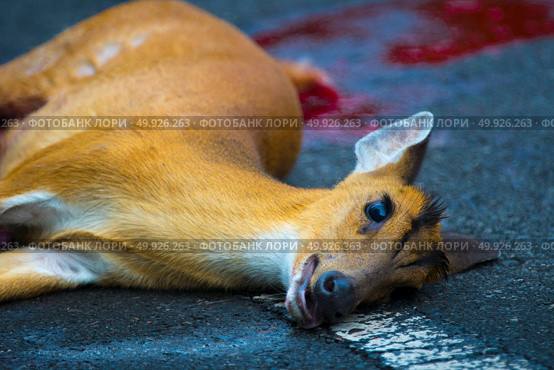 An accident occurred on Barking Deer on the road in Khao Yai National Park. Стоковое фото, агентство Ingram Publishing / Фотобанк Лори
