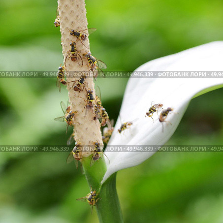 An anthurium flower spadix. Стоковое фото, агентство Ingram Publishing / Фотобанк Лори