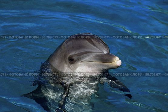 An Atlantic bottlenose dolphin, Tursiops truncatus, peaks its head above water. Стоковое фото, фотограф David Fleetham/Stocktrek Images / ТАСС / Фотобанк Лори