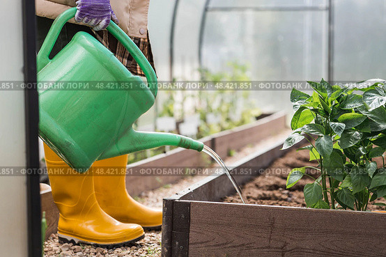 An elderly woman with a watering can waters the ground before planting a plant. Seedlings are planted in the ground in a greenhouse. The concept of spring planting of vegetables and agriculture. Стоковое фото, фотограф Photojuli / Фотобанк Лори