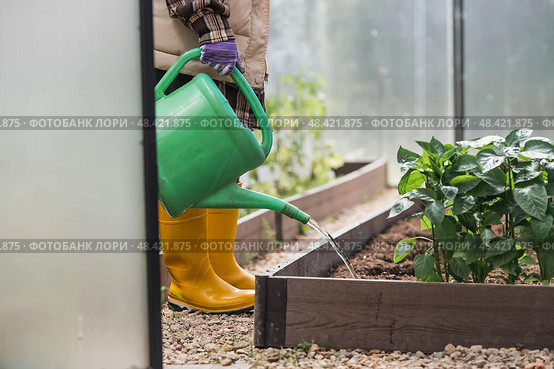 An elderly woman with a watering can waters the ground before planting a plant. Seedlings are planted in the ground in a greenhouse. The concept of spring planting of vegetables and agriculture. Стоковое фото, фотограф Photojuli / Фотобанк Лори
